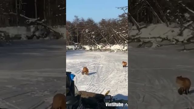 Лисы воруют рыбу у рыбаков смотреть онлайн