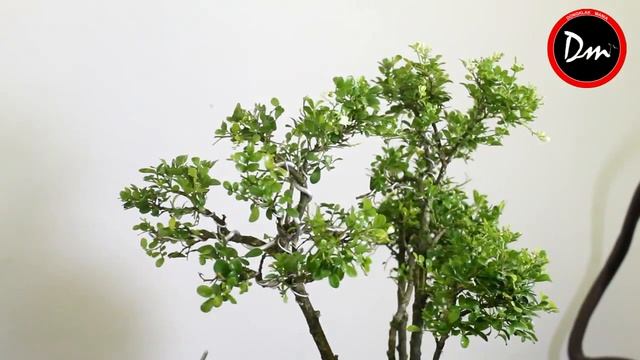 Bonsai Kemuning ( Bonsai Murraya Paniculata )