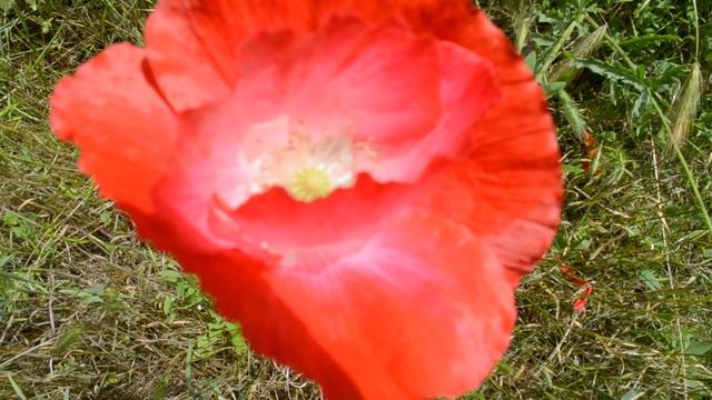 Мак красный смотреть онлайн