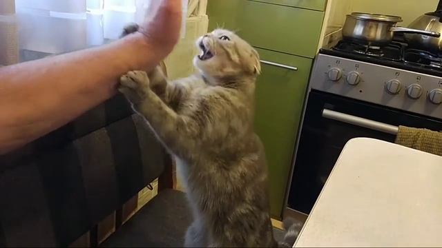 Шотландская кошка: добрая или нет? смотреть онлайн