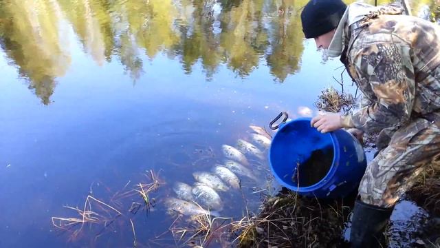 Разведение карася на Эсс смотреть онлайн