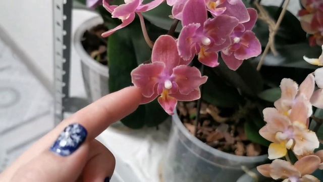 Обзор цветущих орхидей на стеллаже. Домашнее цветение фаленопсисов, декабрь 2021 смотреть онлайн