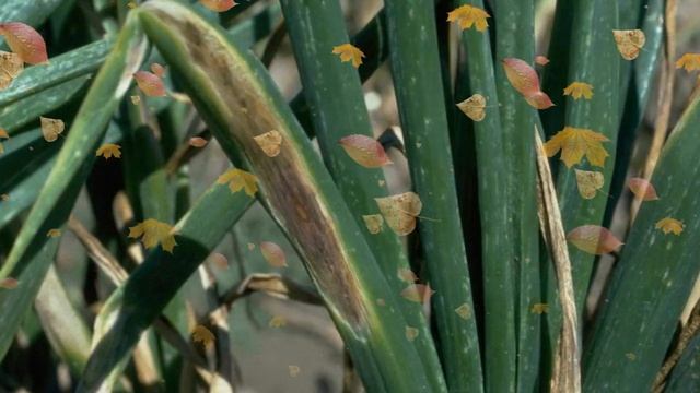 Из-за чего лук при хранении начинает гнить и  что с этим делать