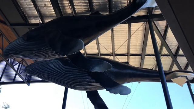 AUSTRALIA TRAVEL VLOG | TARONGA ZOO | SYDNEY TRIP WITH GAURAV VASUDEV смотреть онлайн