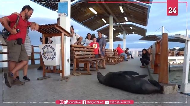 Stockshots of Galapagos Archipelago in the Pacific Ocean смотреть онлайн