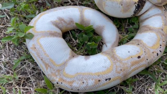 CORAL GLOW MANDARIN SUGAR BALL PYTHON! 4-29-21 смотреть онлайн