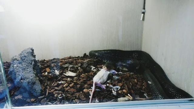 개꿀 주말 포레스트 코브라 피딩 (Naja Melanoleuca - Forest Cobra)
