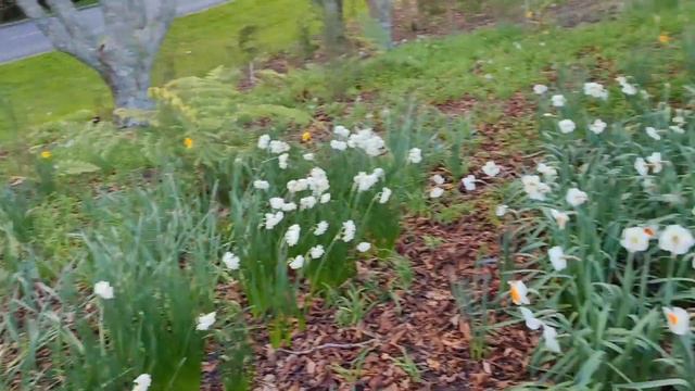 Varieties of Daffodils #63 смотреть онлайн