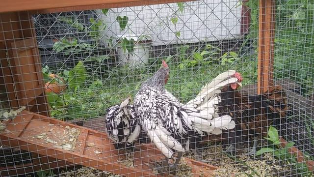 Chickens React!- First Full Day Outside/New Chicken Coop смотреть онлайн