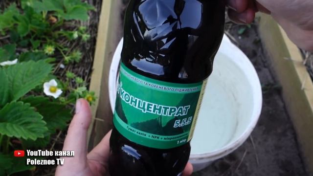 КЛУБНИКА БУДЕТ ГИГАНТСКОГО РАЗМЕРА ПОСЛЕ ЭТОЙ ПОДКОРМКИ ВО ВРЕМЯ ЦВЕТЕНИЯ смотреть онлайн