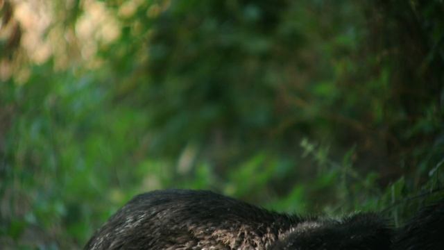 pet emus смотреть онлайн