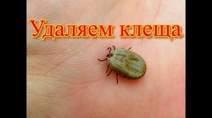 Клещи и питомцы  Удаляем клеща