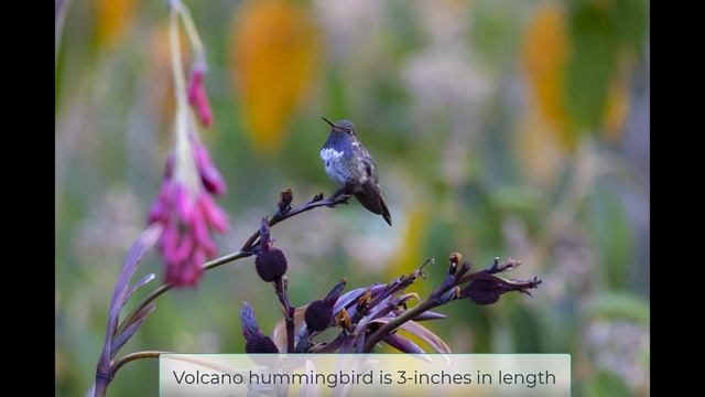 Canon R6 Mark II v R3 Costa Rica смотреть онлайн