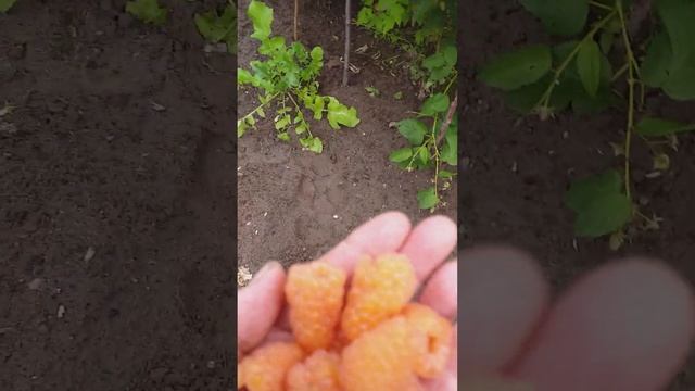 Малина ,,Оранжевое чудо" - радует.... смотреть онлайн