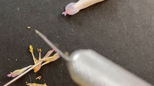 Bb - Bleeding Heart Dissection - Dicentra eximia смотреть онлайн