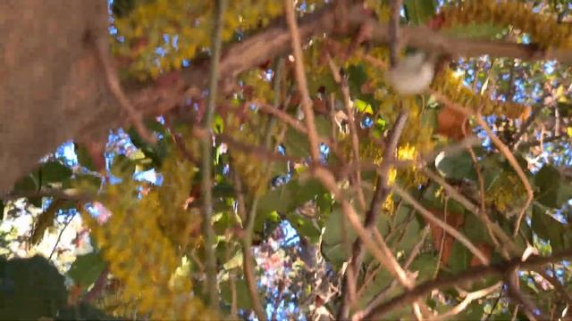 חרוב מצוי פורח Ceratonia siliqua is blooming смотреть онлайн