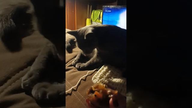 Странная кошка. Хурму ест.. смотреть онлайн