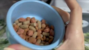 Уборка у крыс ?