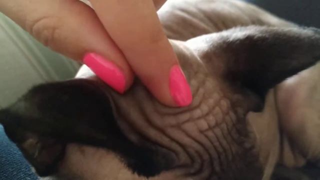 Кошка сфинкс Мила смотреть онлайн
