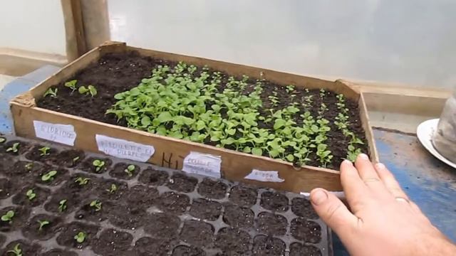 Махровая петуния - пикировка