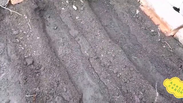 ВЫПУСК 6: Как посадить петрушку? смотреть онлайн