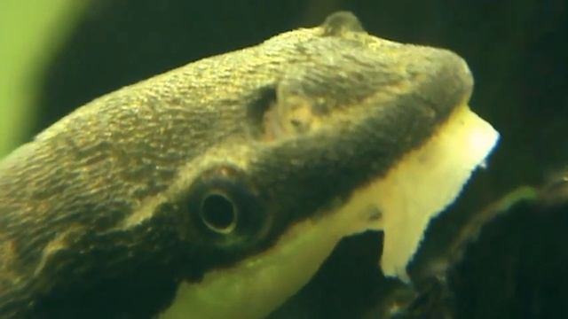 Otocinclus affinis - golden oto (Macro) смотреть онлайн