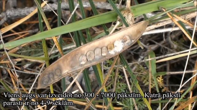 Šluotinis Sausakrūmis (Sarothamnus Scoparius) LT Parastais Slotzaris (LV Subtitles)