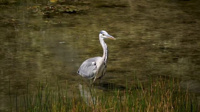 Се́рая ца́пля[1] (лат. Ardea cinerea) смотреть онлайн