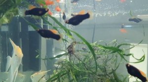 Черные Меченосцы!