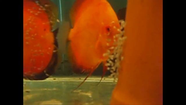 тюмень дискус смотреть онлайн