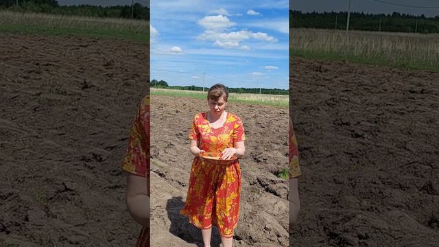 Сеем, сеем, посеваем. смотреть онлайн