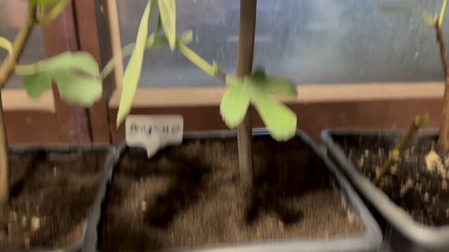 Инжиры с плодами