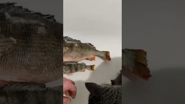 Выбираем какого окуня схомячить? #shorts #рыбалка#зимняярыбалка #окунь#кот#котики смотреть онлайн