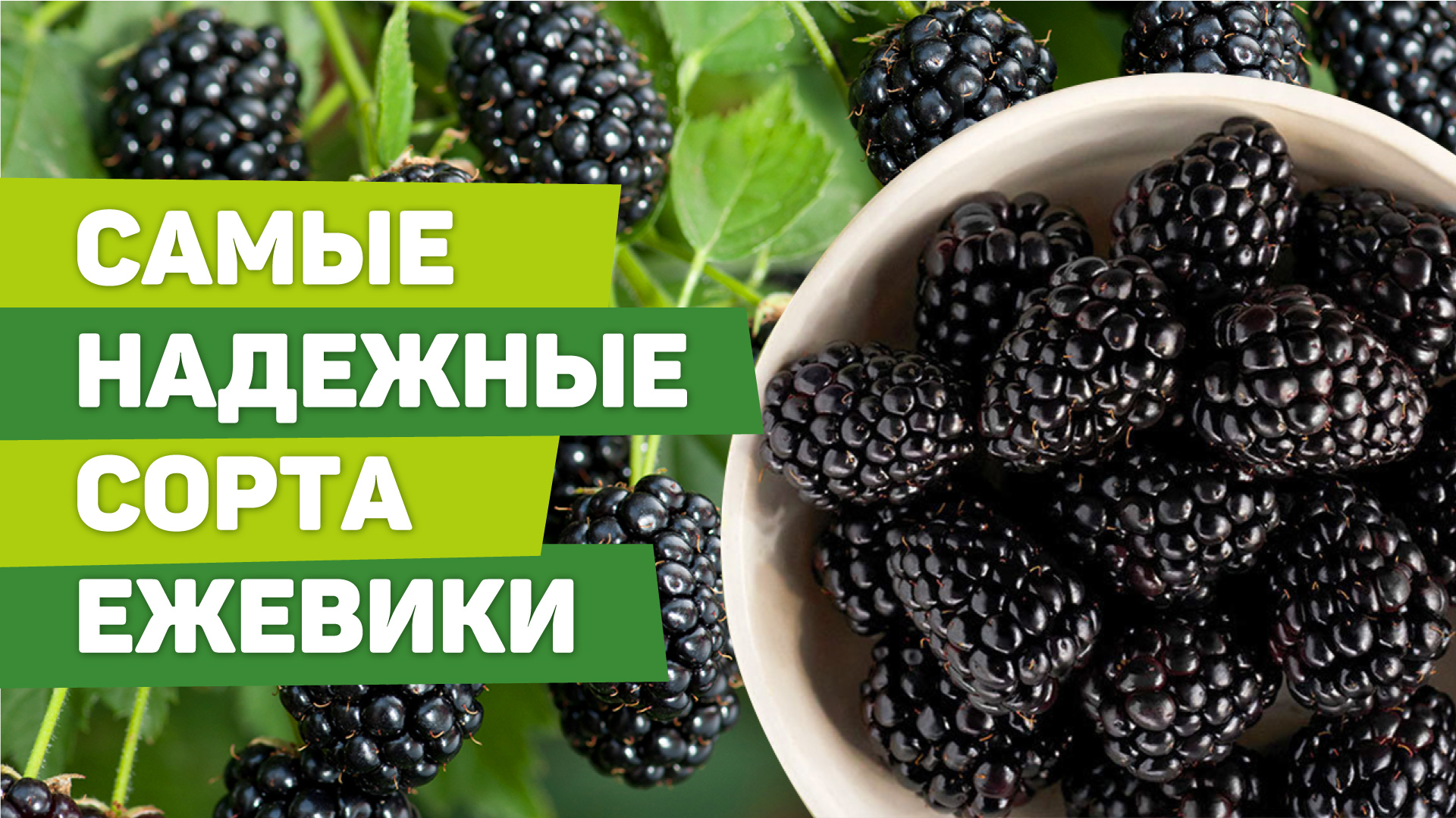 Ежевика, проверенная на Урале. Лучшие сорта. Советы по уходу летом смотреть онлайн