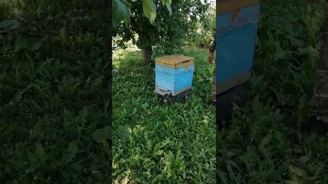 "Массовое отравление пчёл" смотреть онлайн