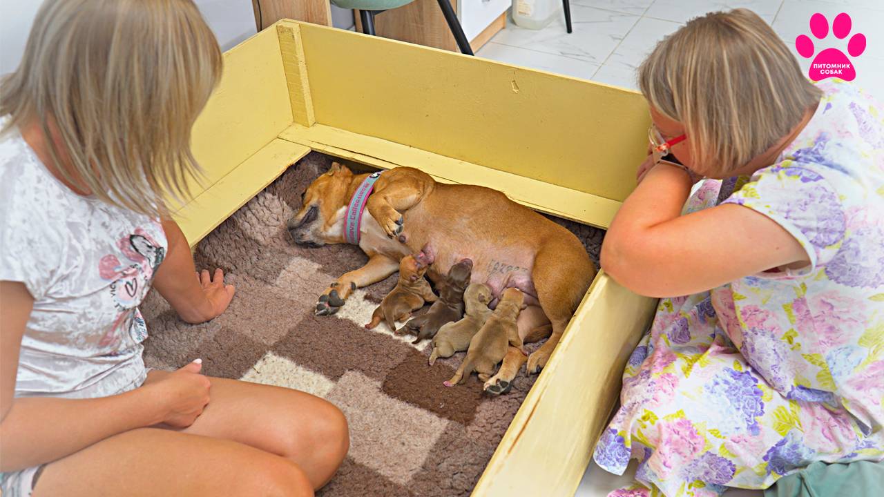 Собака впервые увидела своих щенков! Щенки родились 2 часа назад! смотреть онлайн