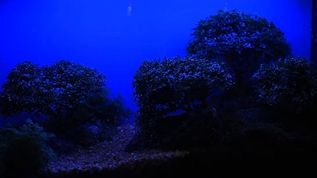 Bonsai Murraya #SmartTerra смотреть онлайн