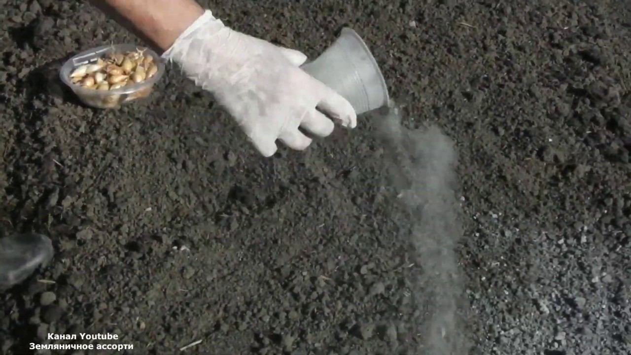 ЛУК НА ЗЕЛЕНЬ САЖАТЬ ЛУЧШЕ ОСЕНЬЮ . ПОСАДКА ЛУКА ПОД ЗИМУ . смотреть онлайн