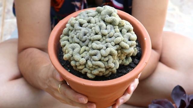 TOP 38 PLANTAS mais CARAS da minha COLEÇÃO/Grazi Bittencourt смотреть онлайн