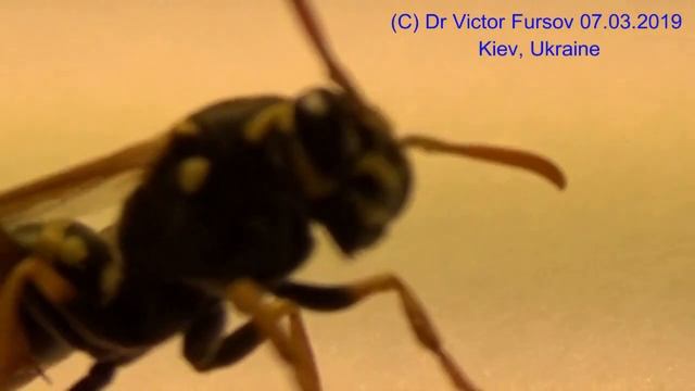 Первая Хищная Оса Полист Polistes (Vespidae) Сидит на Руках! смотреть онлайн