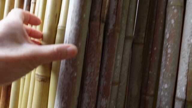 Landscaping With Bamboo Fence // Growing Tropical ??