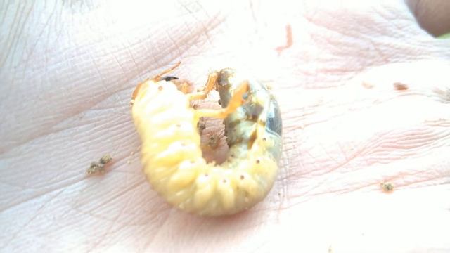 Приключение майского жука 3. детство смотреть онлайн