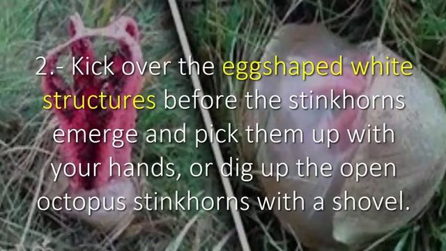 Ask For Help To Remove Clathrus Archeri Immediately смотреть онлайн