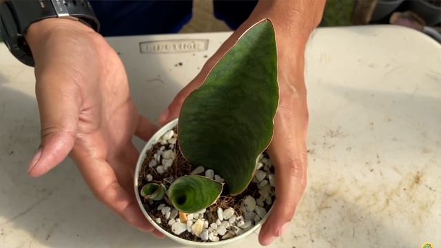 EVERYTHING YOU NEED TO KNOW ABOUT SANSEVIERIA смотреть онлайн