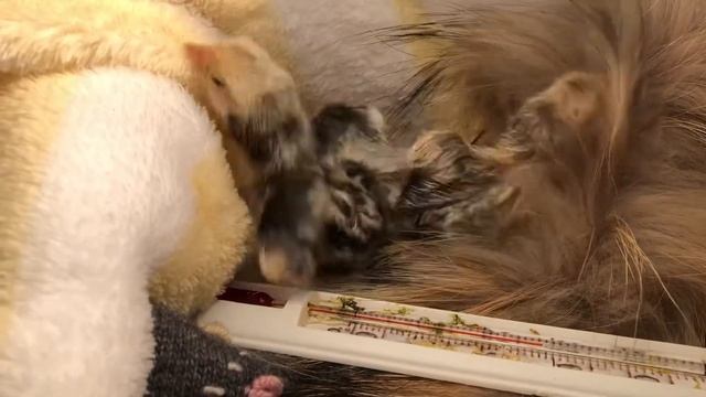 1.2 вылупления цыплят сибрайт смотреть онлайн