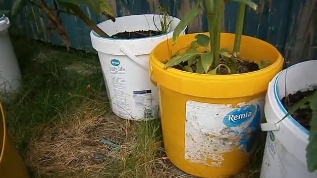 Топинамбур в ведре смотреть онлайн