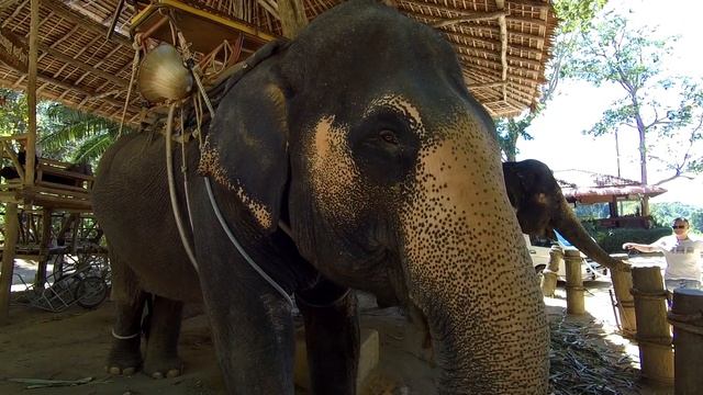 Тайланд. Пляж Карон, слоны смотреть онлайн