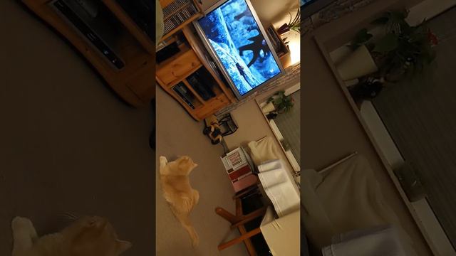 Кот Персик смотрит кино