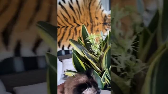 Как цветёт Сансевиерия. Он же тёщин язык.Sansevieria blooms. Комнатные цветы. Гималайский кот . смотреть онлайн
