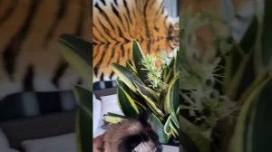 Как цветёт Сансевиерия. Он же тёщин язык.Sansevieria blooms. Комнатные цветы. Гималайский кот .